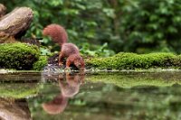 56 - THIRSTY SQUIRREL - JASPERS MONIQUE - belgium